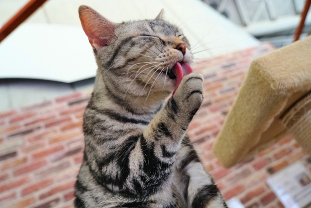 今すぐ愛猫の肉球をチェック!保湿の仕方や肉球マッサージをご紹介!