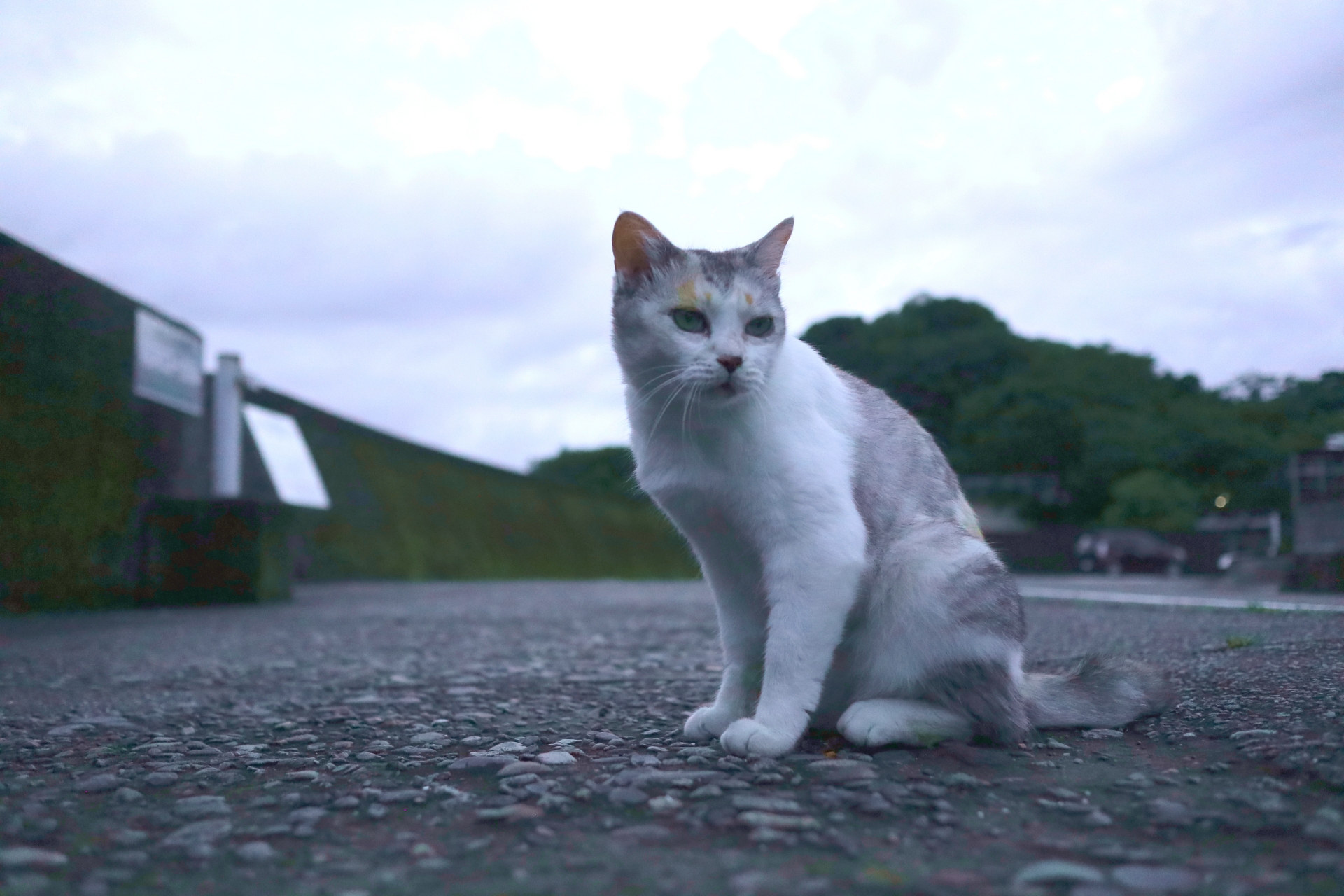 必死に生きる野良猫。一体何を食べてるの？