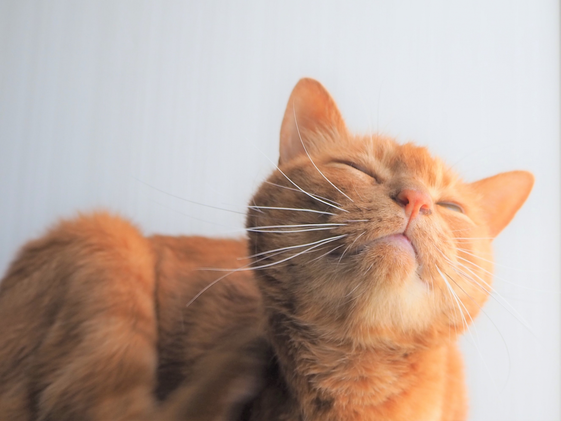 猫の鼻は湿っているのが正解?乾いていたら良くない?