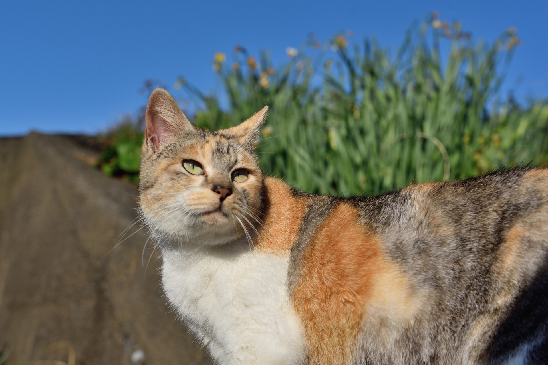 そういえば「どら猫」ってどんな猫なんだ？のら猫との違いを分かり