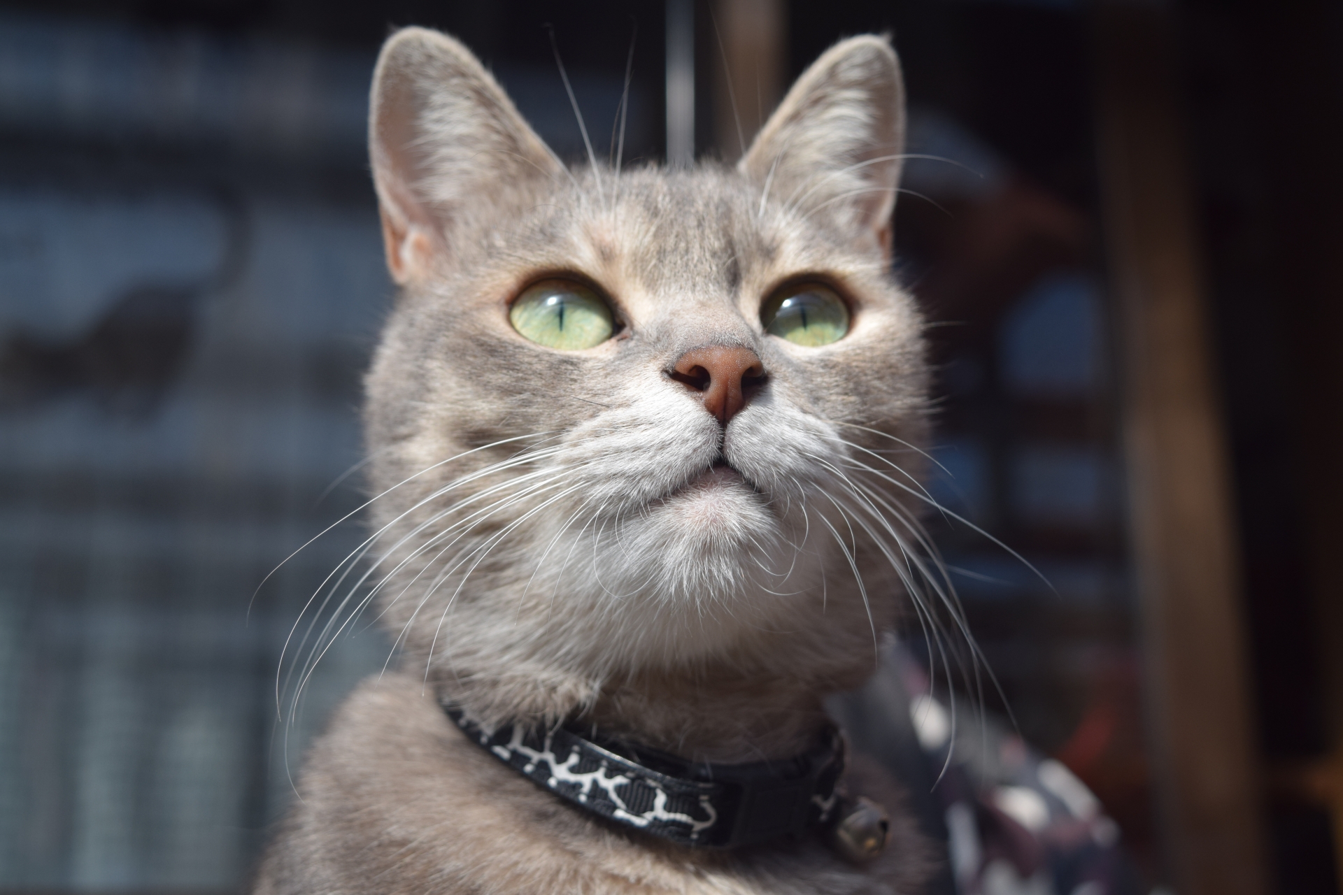 人が猫の虜になるのはなぜ?猫の顔の秘密、ベビースキーマを知ろう!