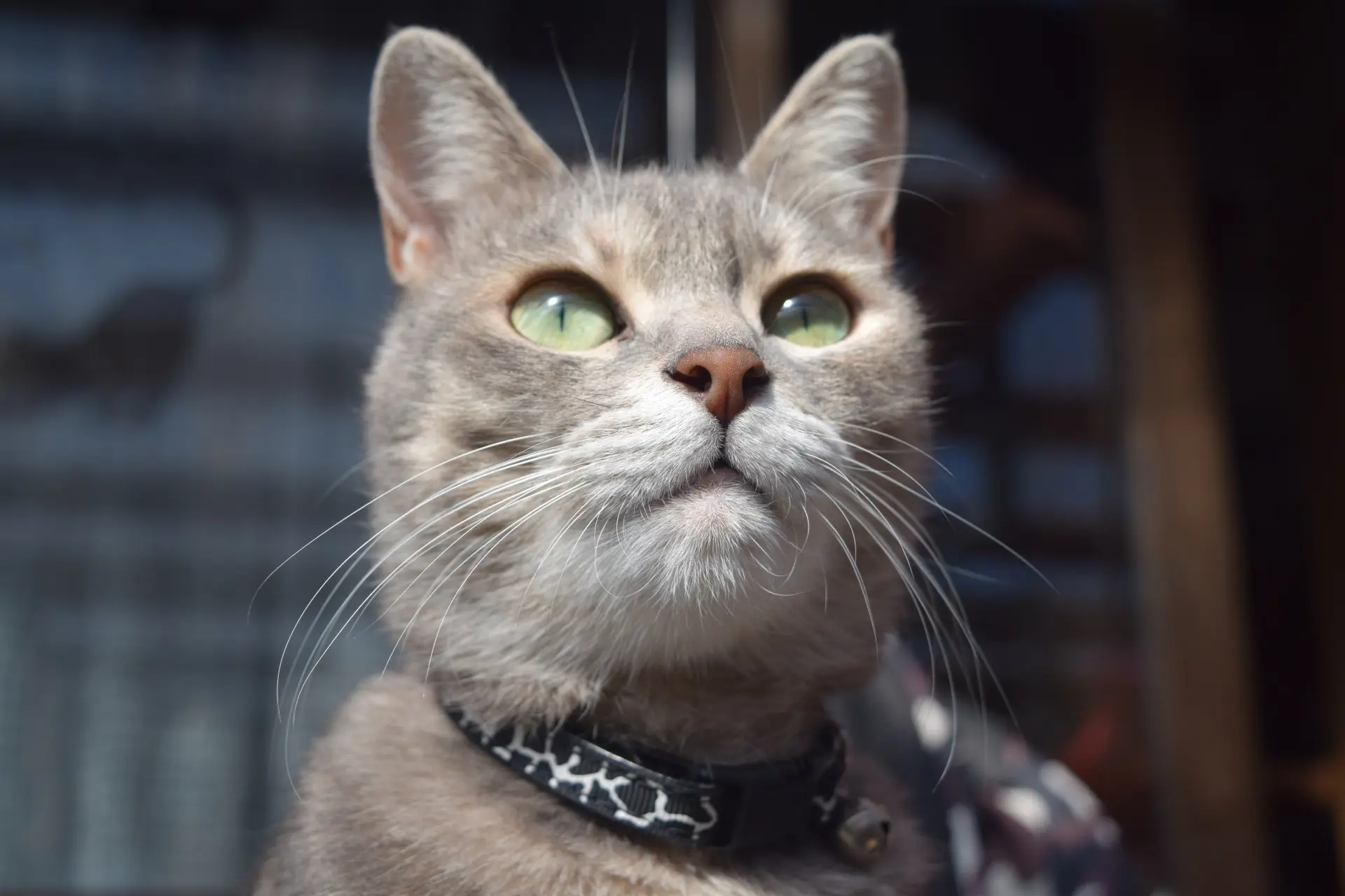 人が猫の虜になるのはなぜ？猫の顔の秘密、ベビースキーマを知ろう 
