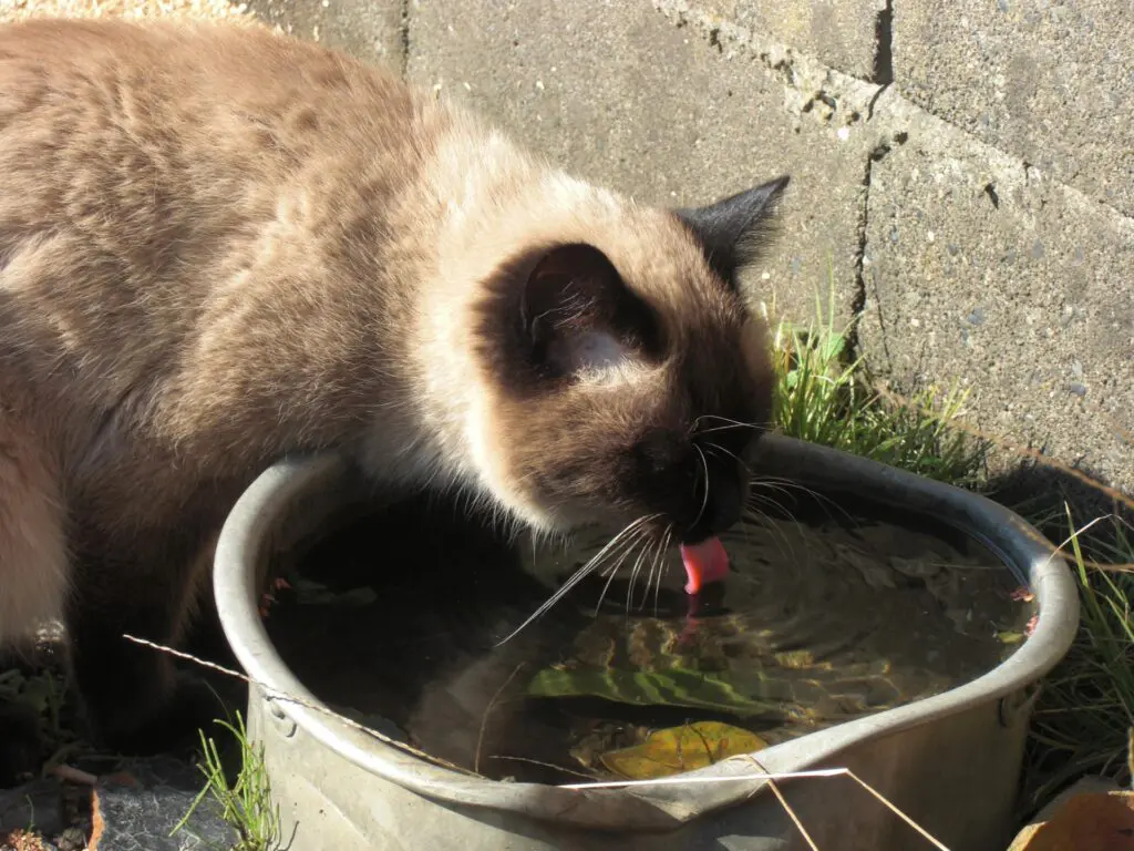 猫 は 何 を 食べる