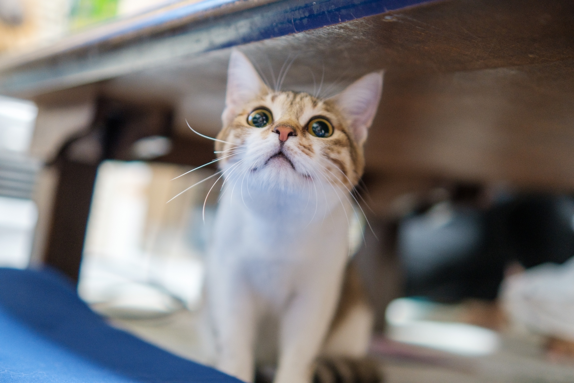 猫の健康のための「５つの自由」ってなに？