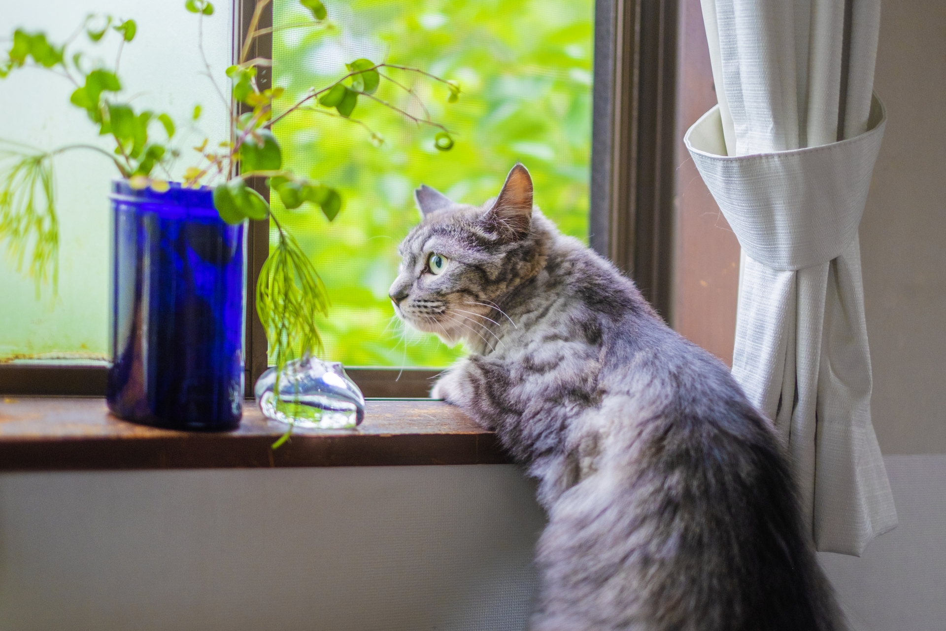 見逃しがちな危険がいっぱい？！猫の室内事故に要注意！