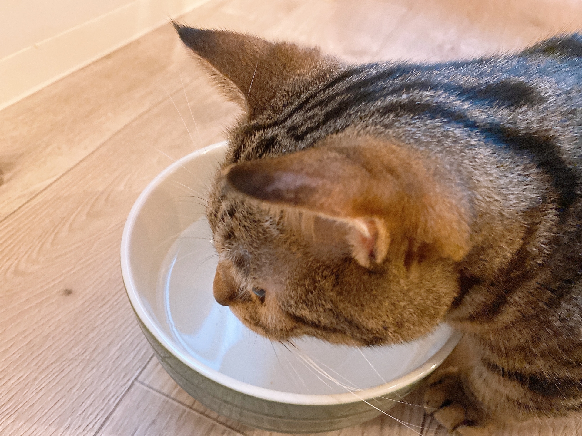 猫は水の飲み方が美しい?!独特な舌の使い方に注目!