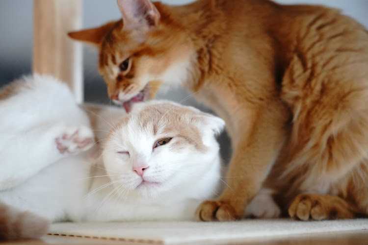猫のアログルーミングのひみつ。する子としない子がいるって本当?