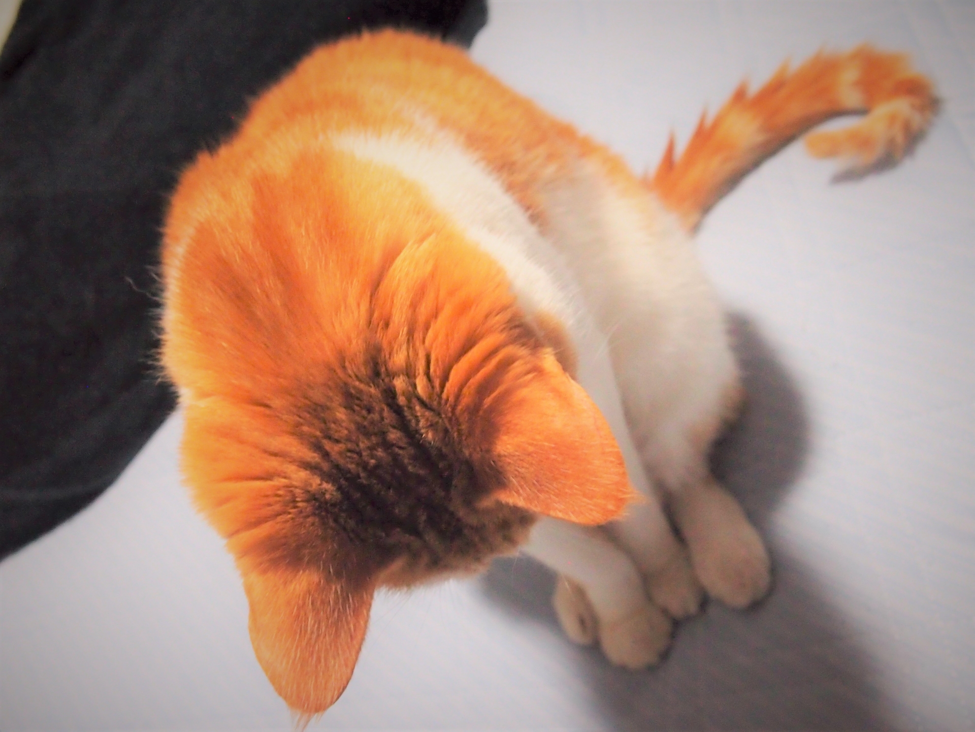 猫にもツライご時世？！在宅ワークが増えた今、猫たちに負担をかけないためには？