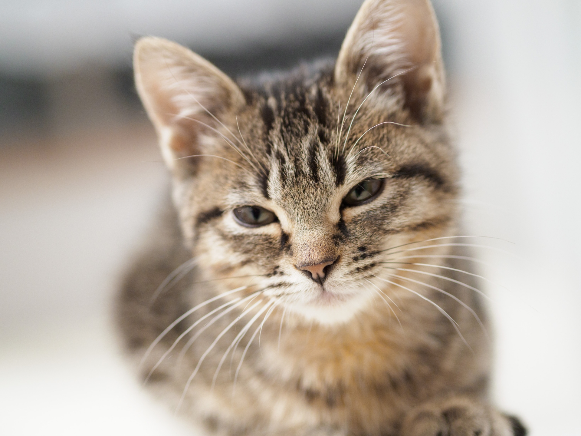 ゆっくり「まばたき」すると、猫と仲良くなれる?!