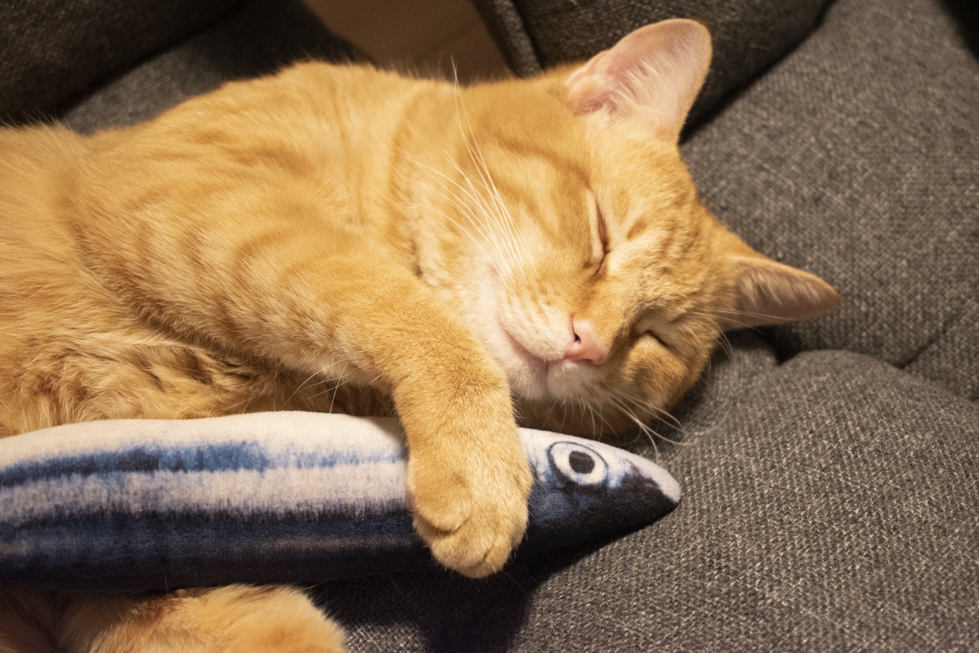 猫飼いさんが秋に気をつけたいこと。