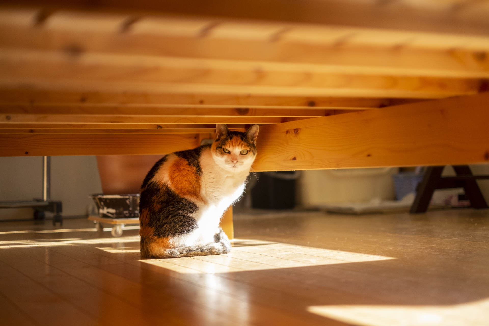 猫が隠れて出てこない！こんなときは一体どうすればいいの？
