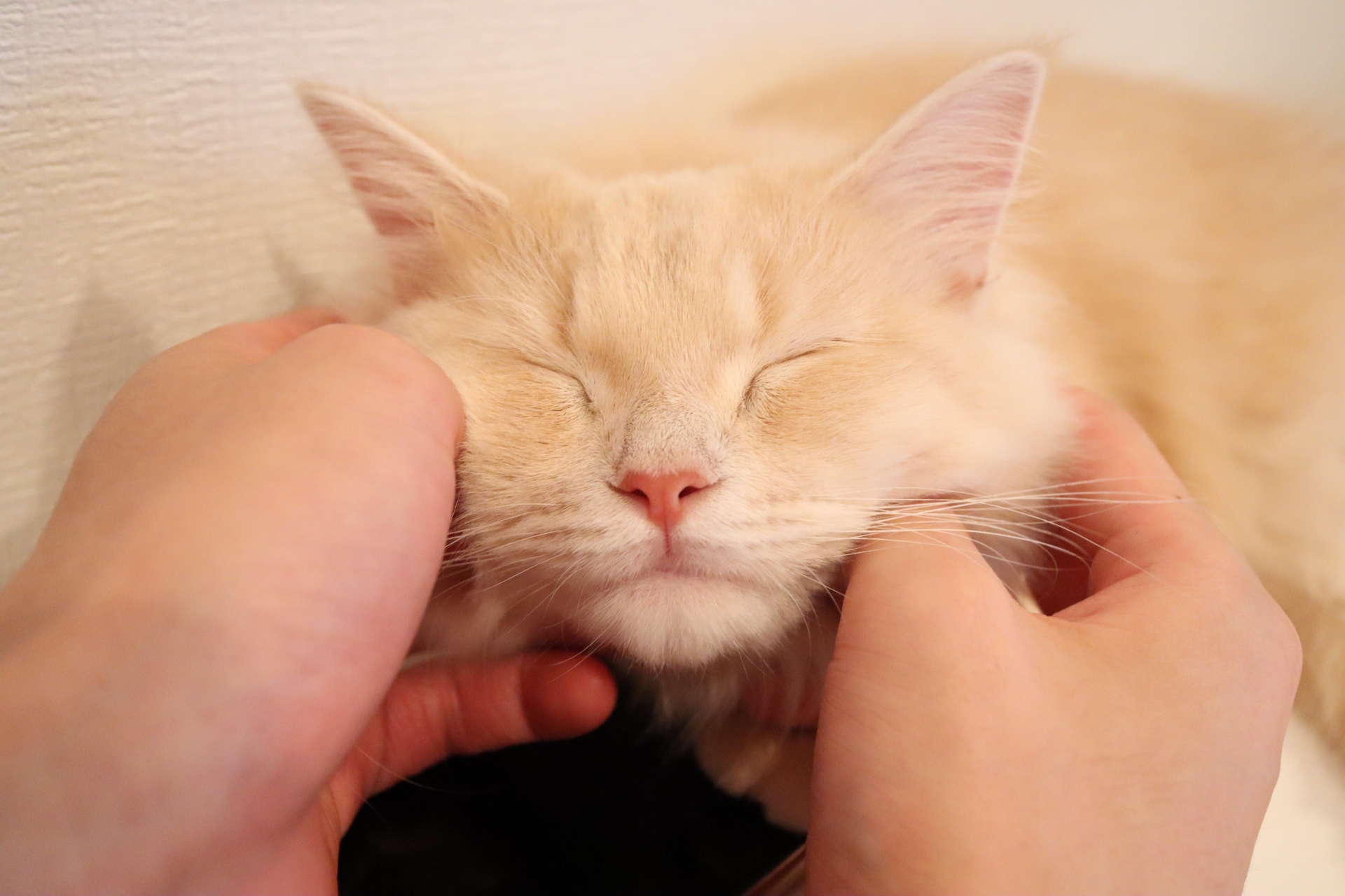 猫のひげの動きから気持ちを読み取れる？！猫ひげの役割もご紹介！