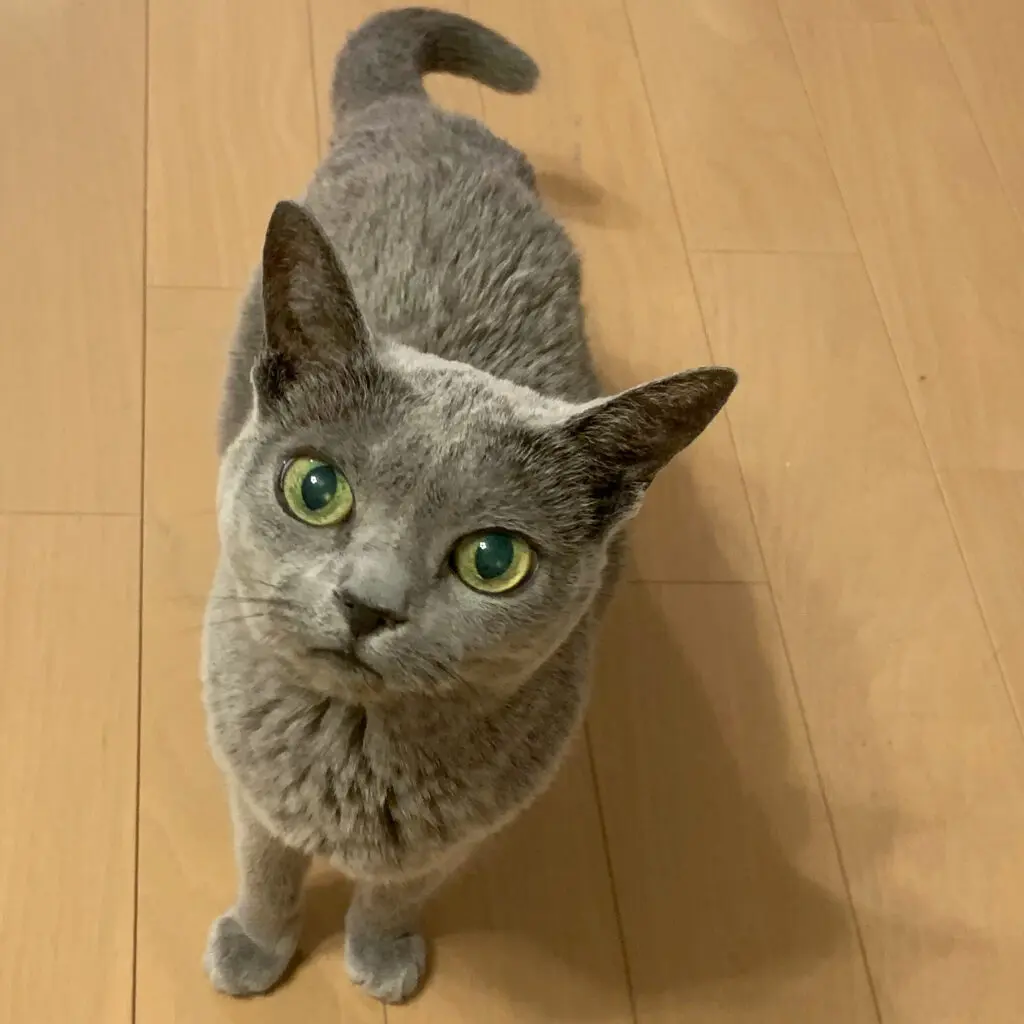 猫の目の色の決まり方と、色の種類｜ペットdeペット