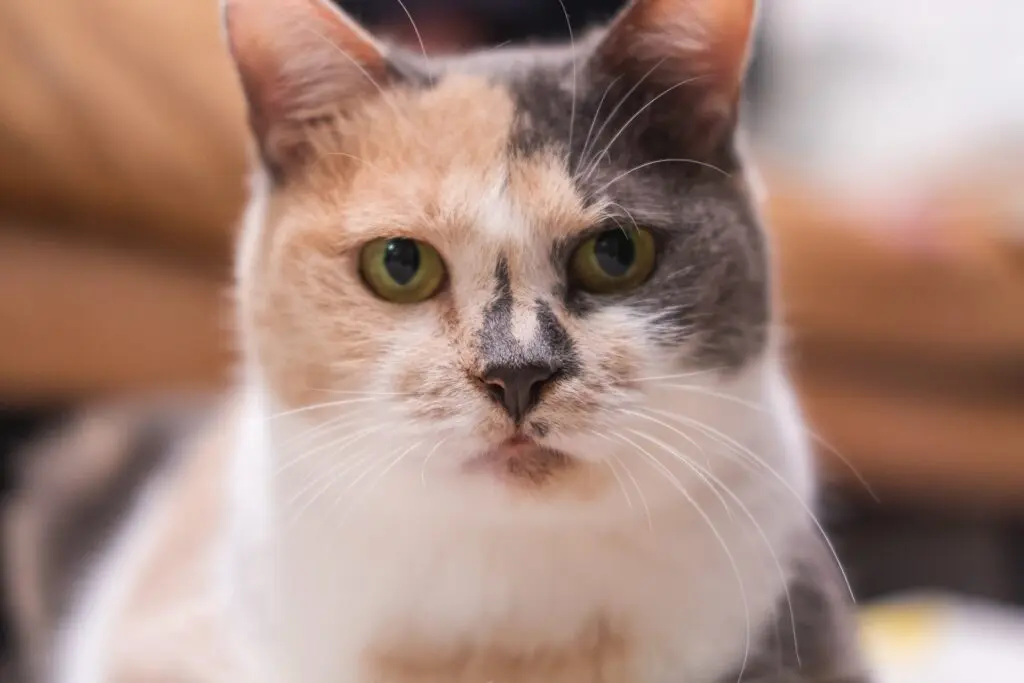 猫の目の色の決まり方と、色の種類｜ペットdeペット