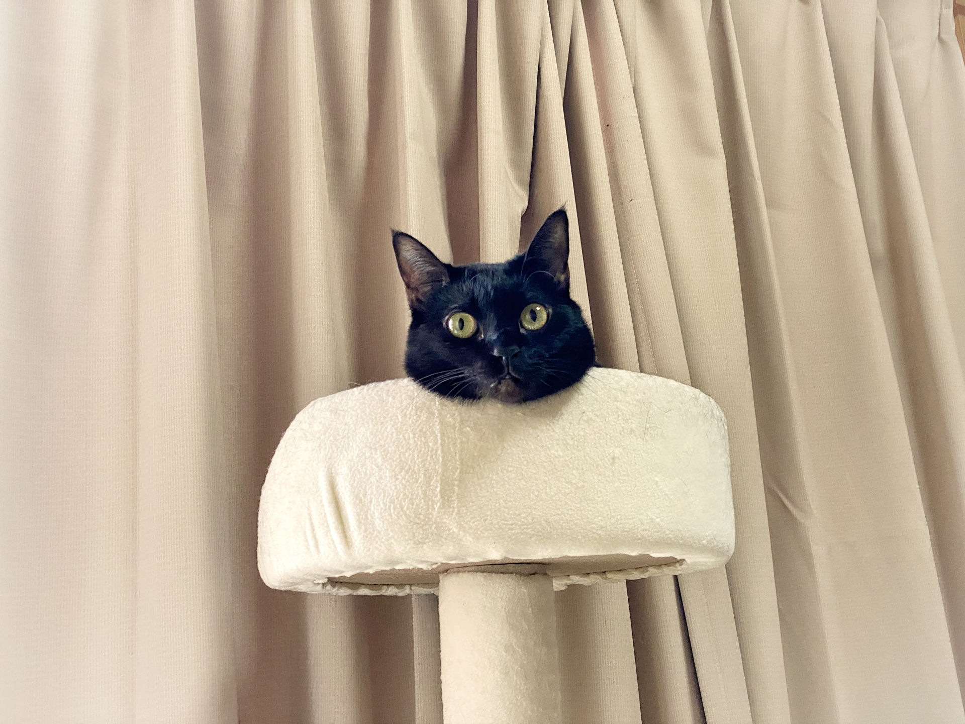 猫と暮らして良かったこと。猫は大切なことを気付かせてくれるパートナー。