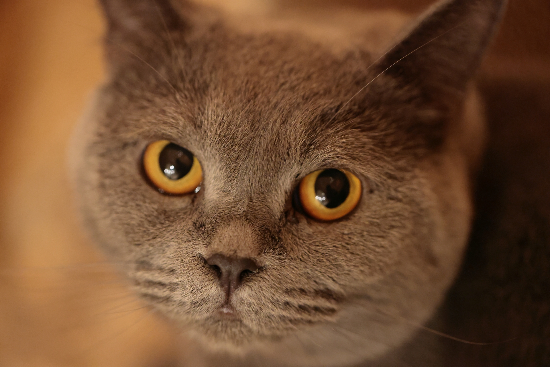 猫と人の目のちがい。猫が暗闇を怖がらずに歩ける理由とは？