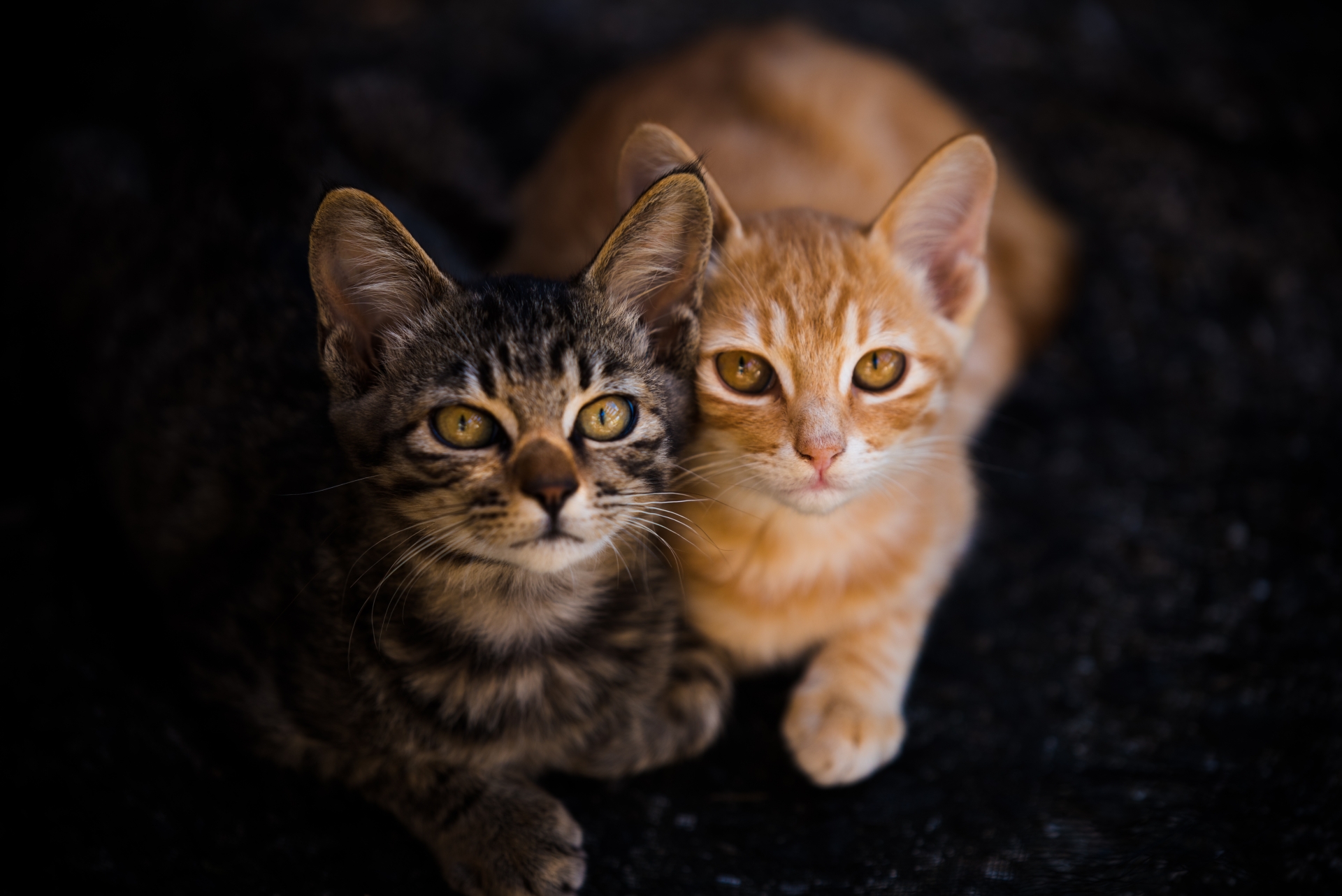 猫の模様をご紹介！お家の猫の模様は一体なんて呼ぶ？