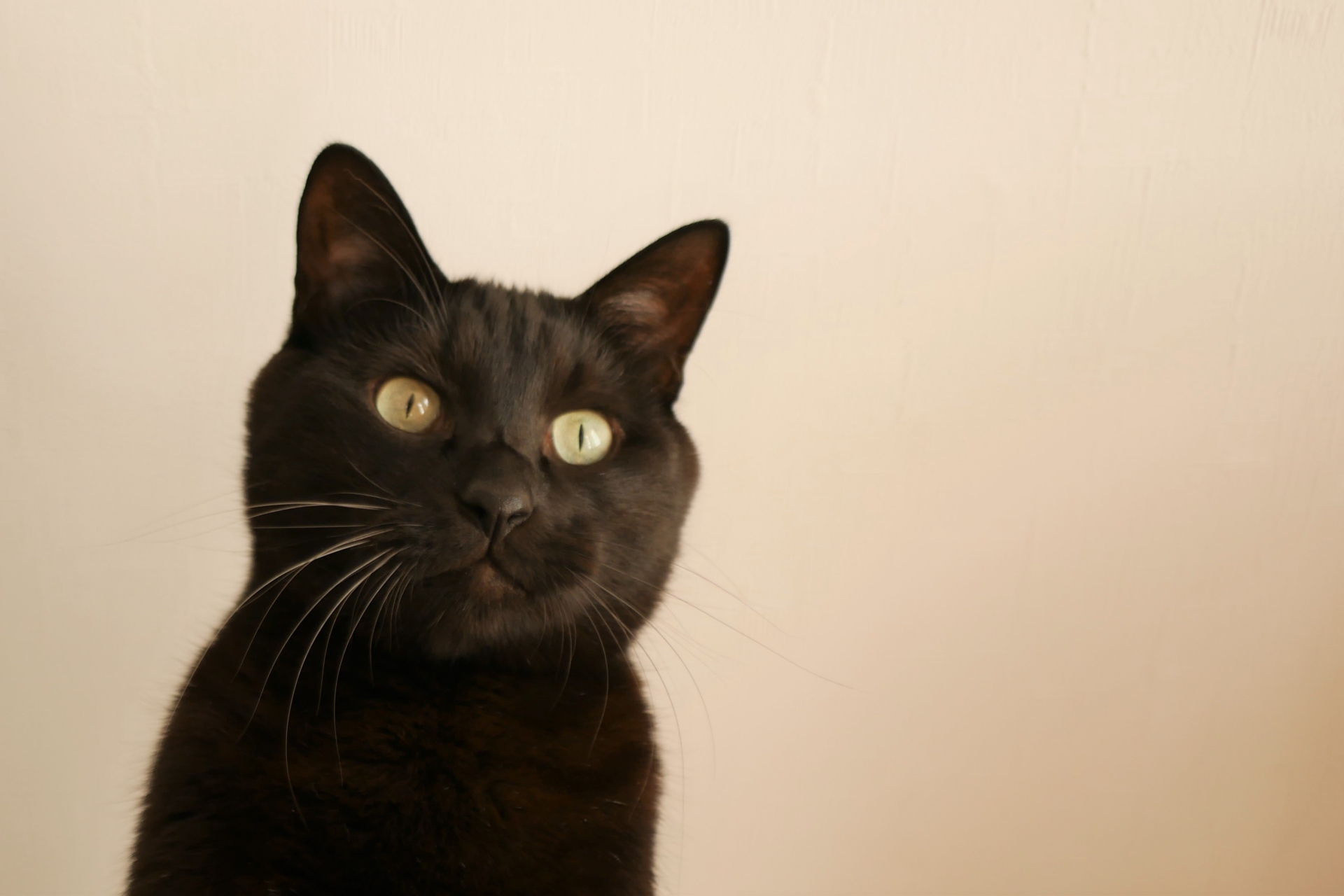 猫の目の色の決まり方と、色の種類