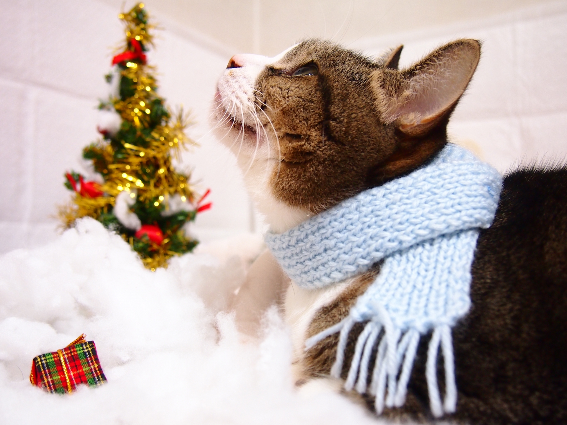 愛猫と過ごすクリスマスは、安心安全でなくては！