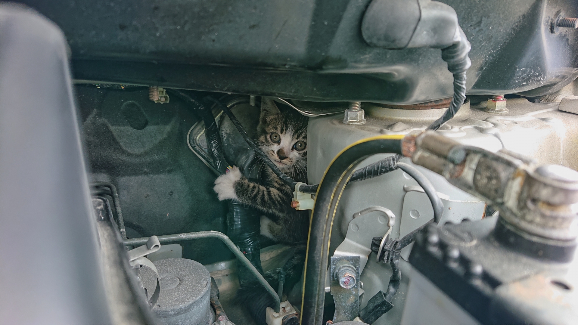 猫が狭い場所に入ってしまう理由と、それを可能にする身体の仕組みとは？