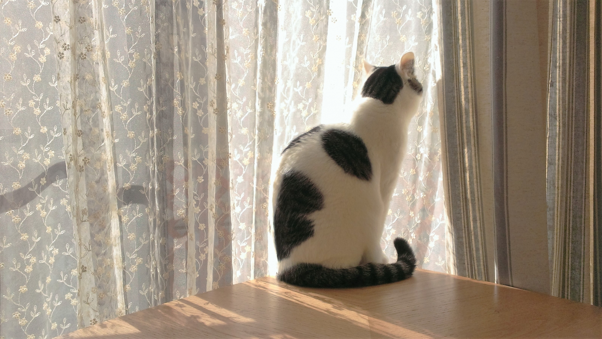 呼んでも振り向かないけど心はつながっている？猫の聴覚における空間認識能力がスゴイ！