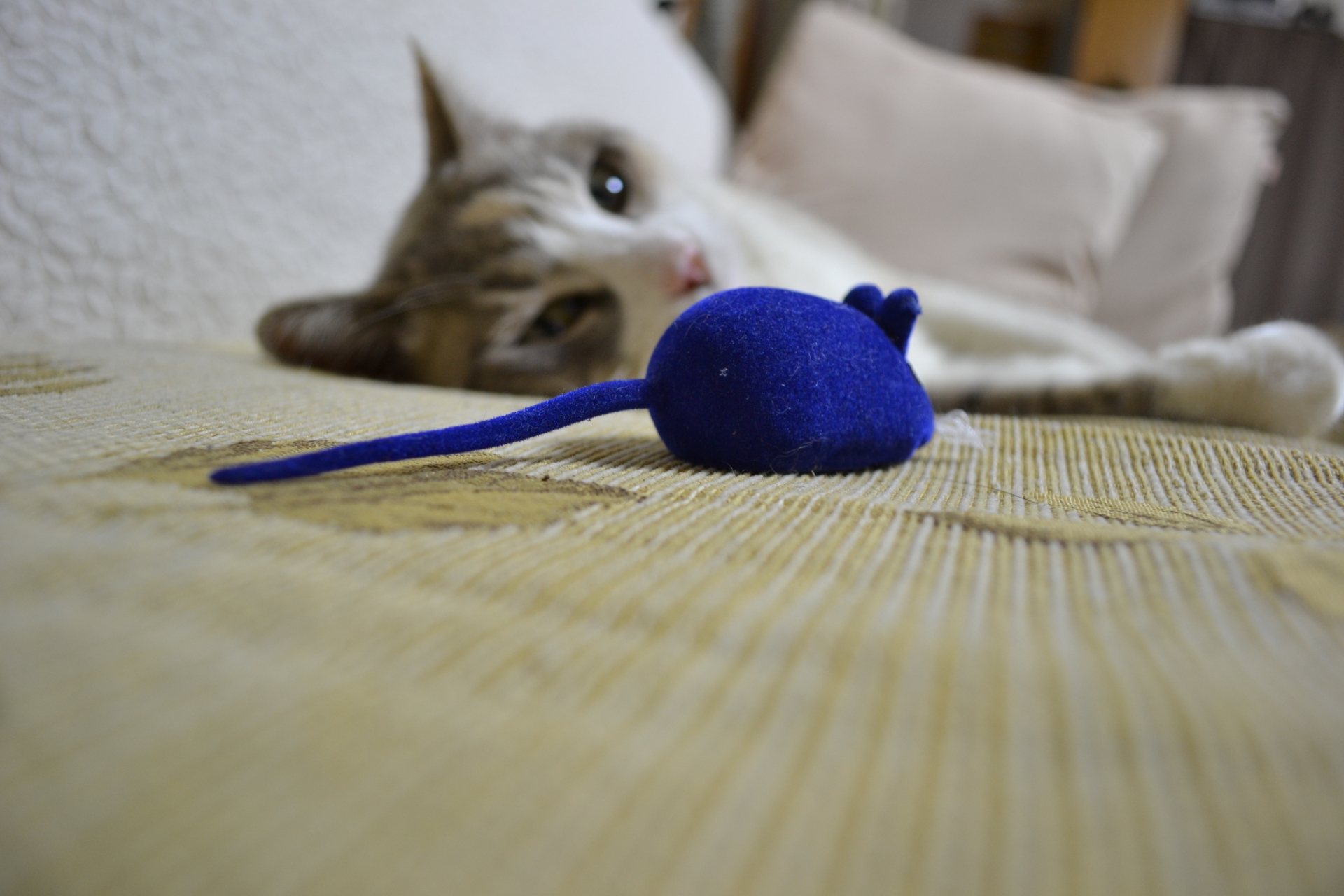 「うちの猫は遊ばない」そんな時に飼い主さんにやって欲しいこと