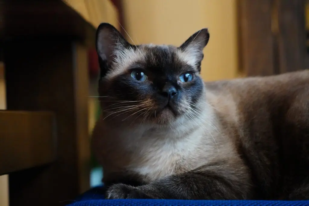 ポインテッドの猫は温度で毛の色が変わる？！｜ペットdeペット