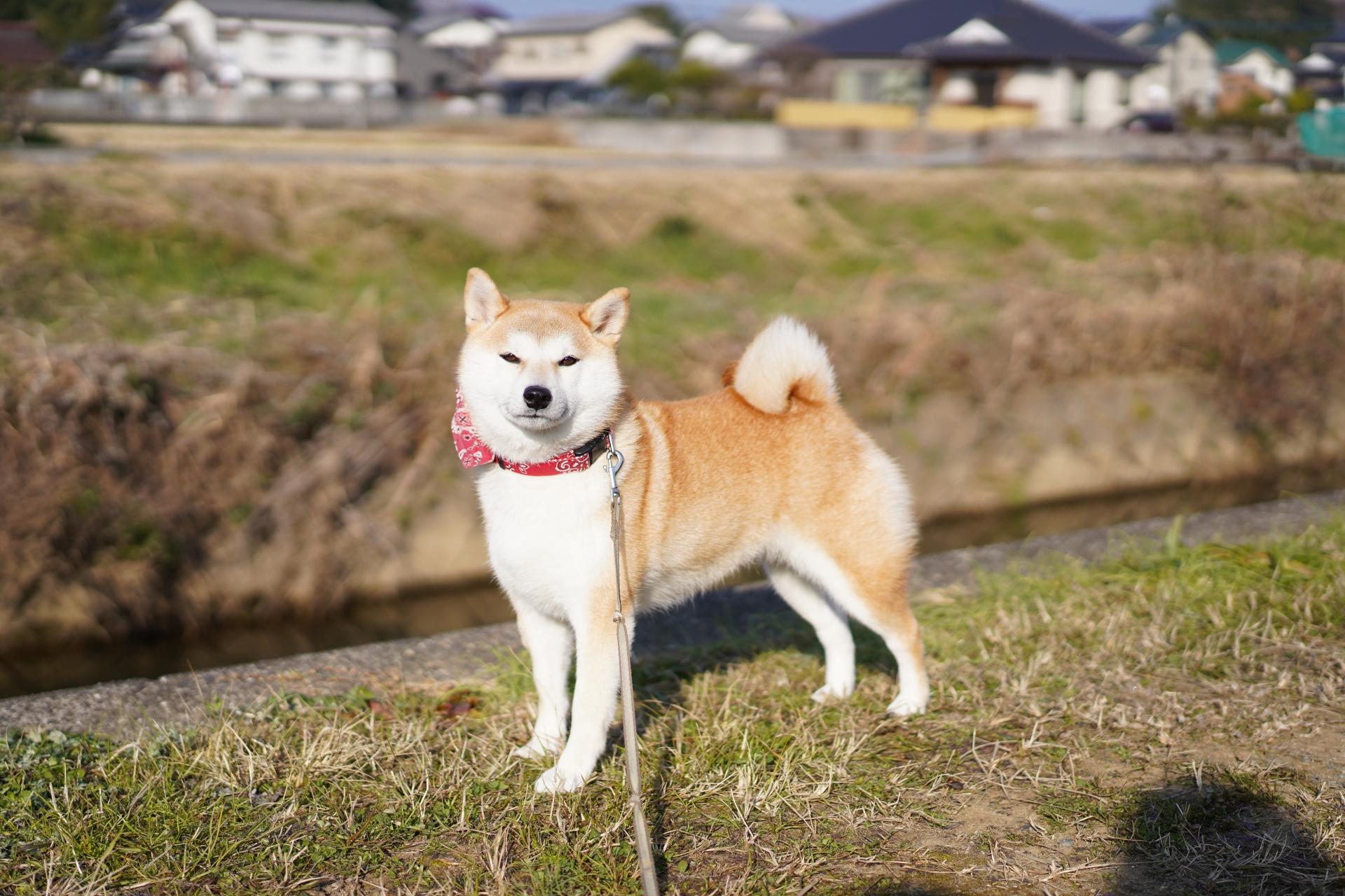 毒入り団子に注意！被害を減らすために私たちが出来ることとは？