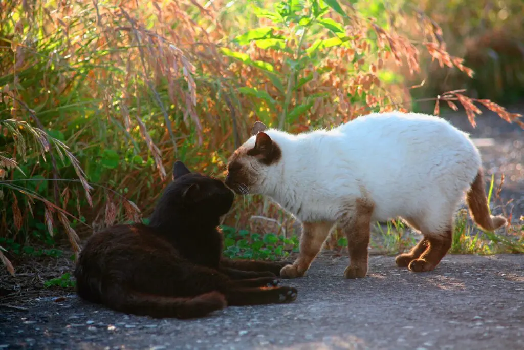ポインテッドの猫は温度で毛の色が変わる？！｜ペットdeペット