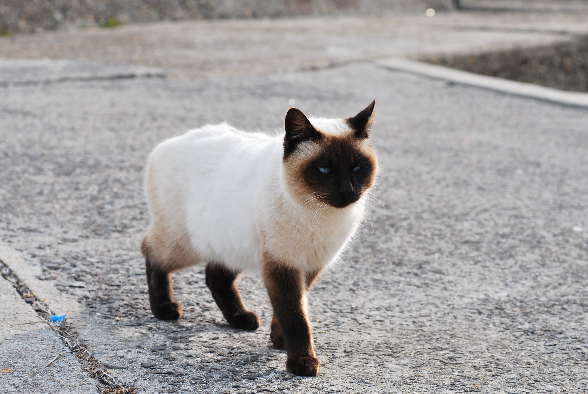 ポインテッドの猫は温度で毛の色が変わる ペットdeペット