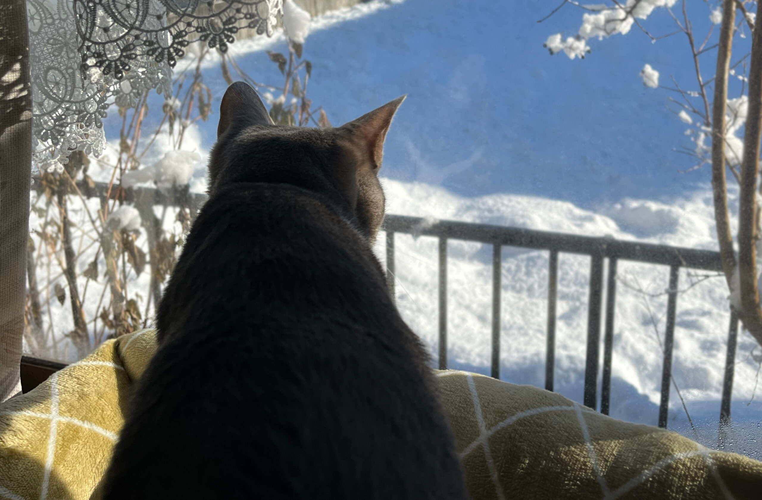 雪が降りました^^初めて見る景色に猫たち興味津々!