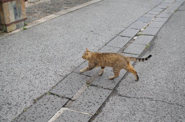 猫が交通事故に遭いやすい理由は？猫の命を救うために出来ることとは・・・