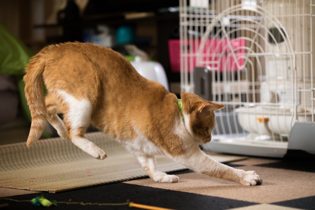 猫の夜中の運動会はナゼ?開催を防ぐ方法もご紹介!