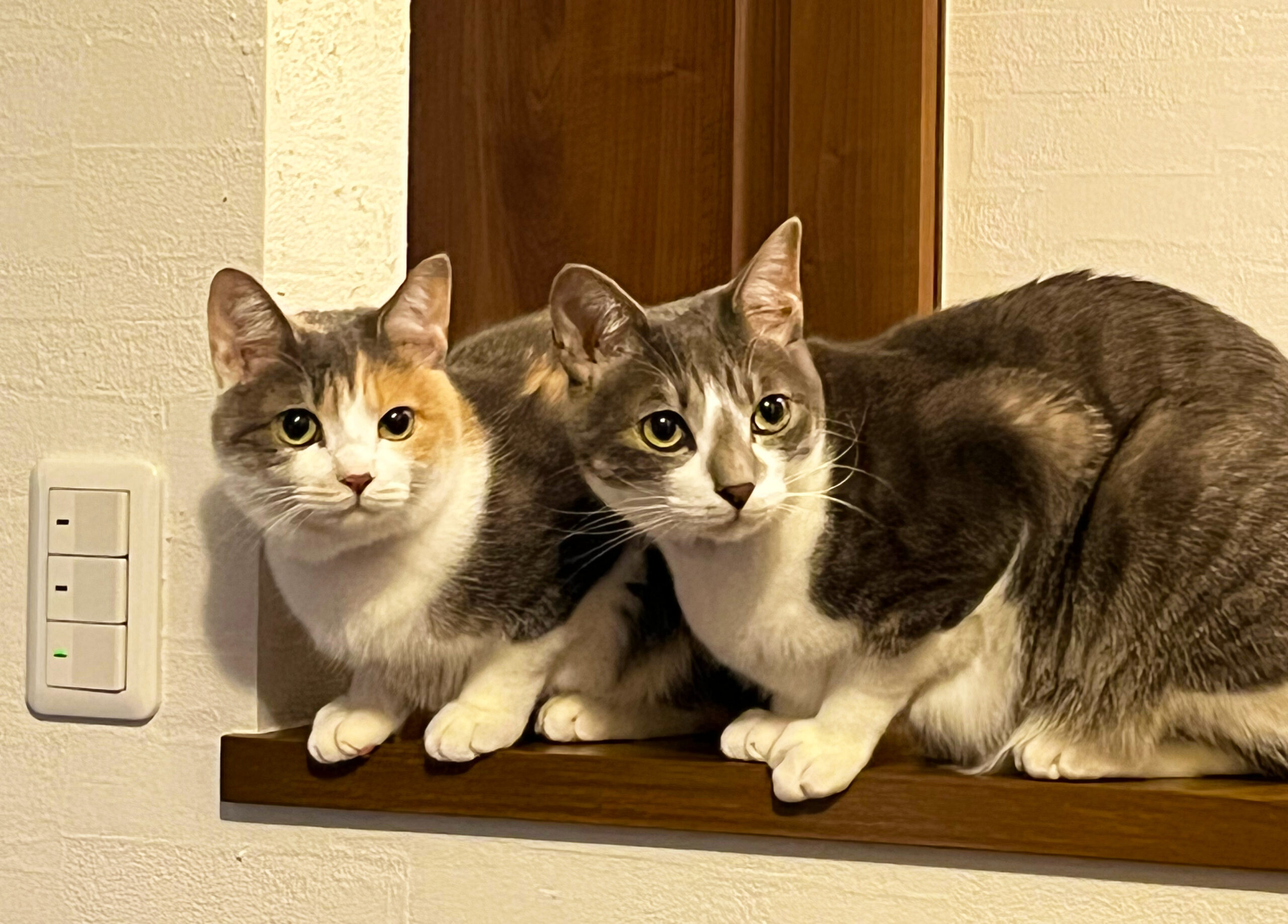うちの猫の賢こ可愛い話
