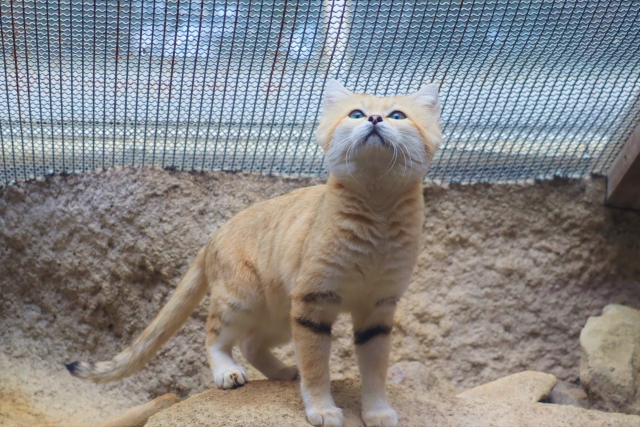 砂漠の天使「スナネコ」って?ペットとしては飼えないのはナゼ?
