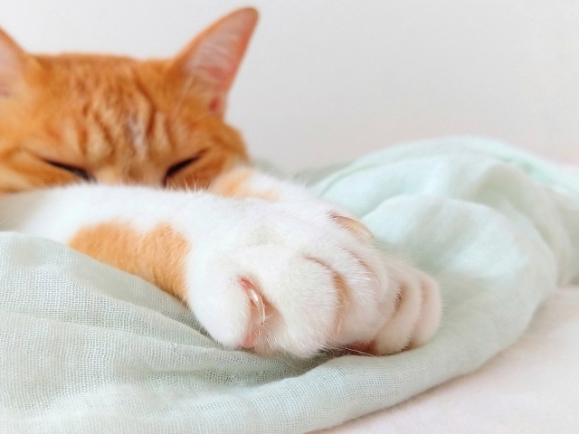猫に爪切りは必要なのか？爪切りが苦手な猫はどうしたらいい？