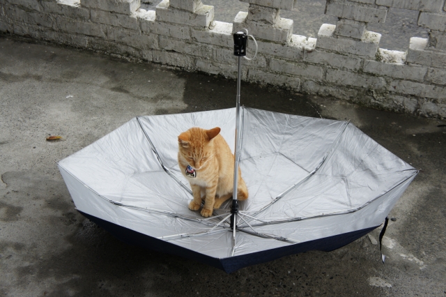 猫はどうして水に濡れるのが苦手なの？シャンプーって猫に必要？