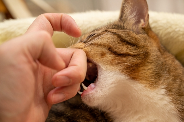 猫をなでていたら急にガブっと噛まれる理由