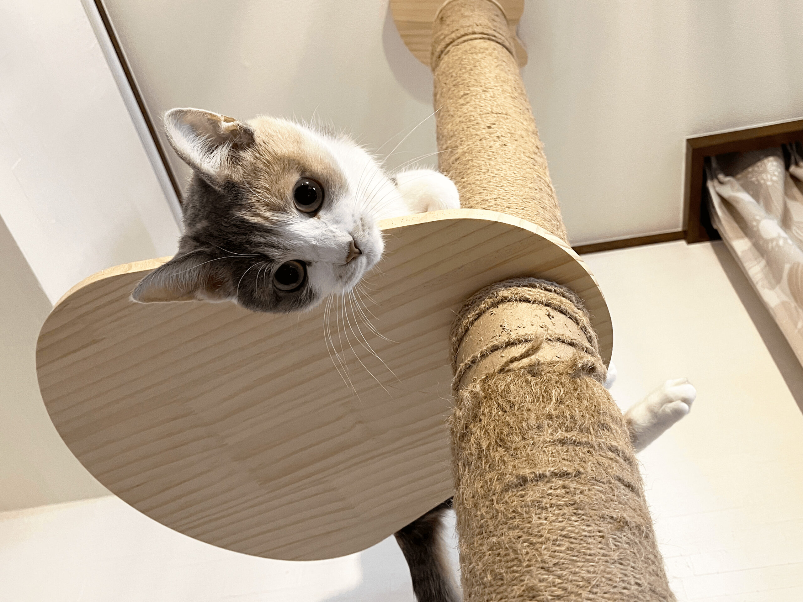 クネクネする猫とハラハラする飼い主