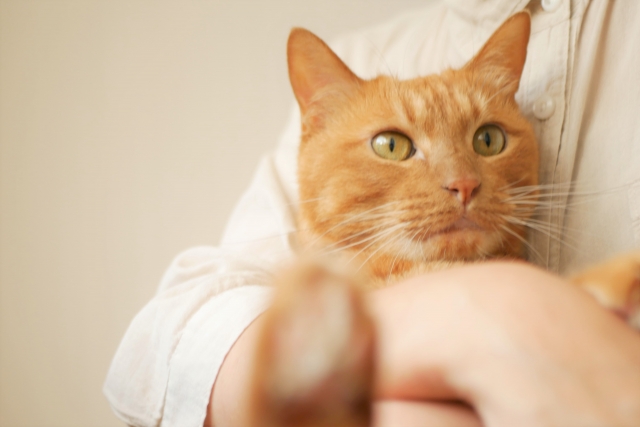 愛猫を抱っこ出来ない原因は?抱っこのコツやNG行動をご紹介!