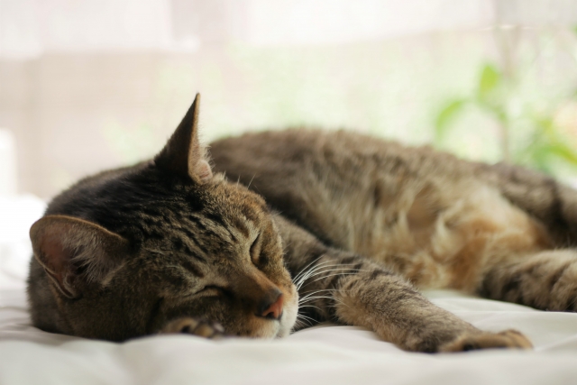 知っておこう！猫の老化サインと、飼い主が忘れてはいけないこと