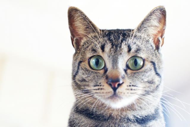 猫が新しいもの好きな理由は？環境の変化には注意も必要！