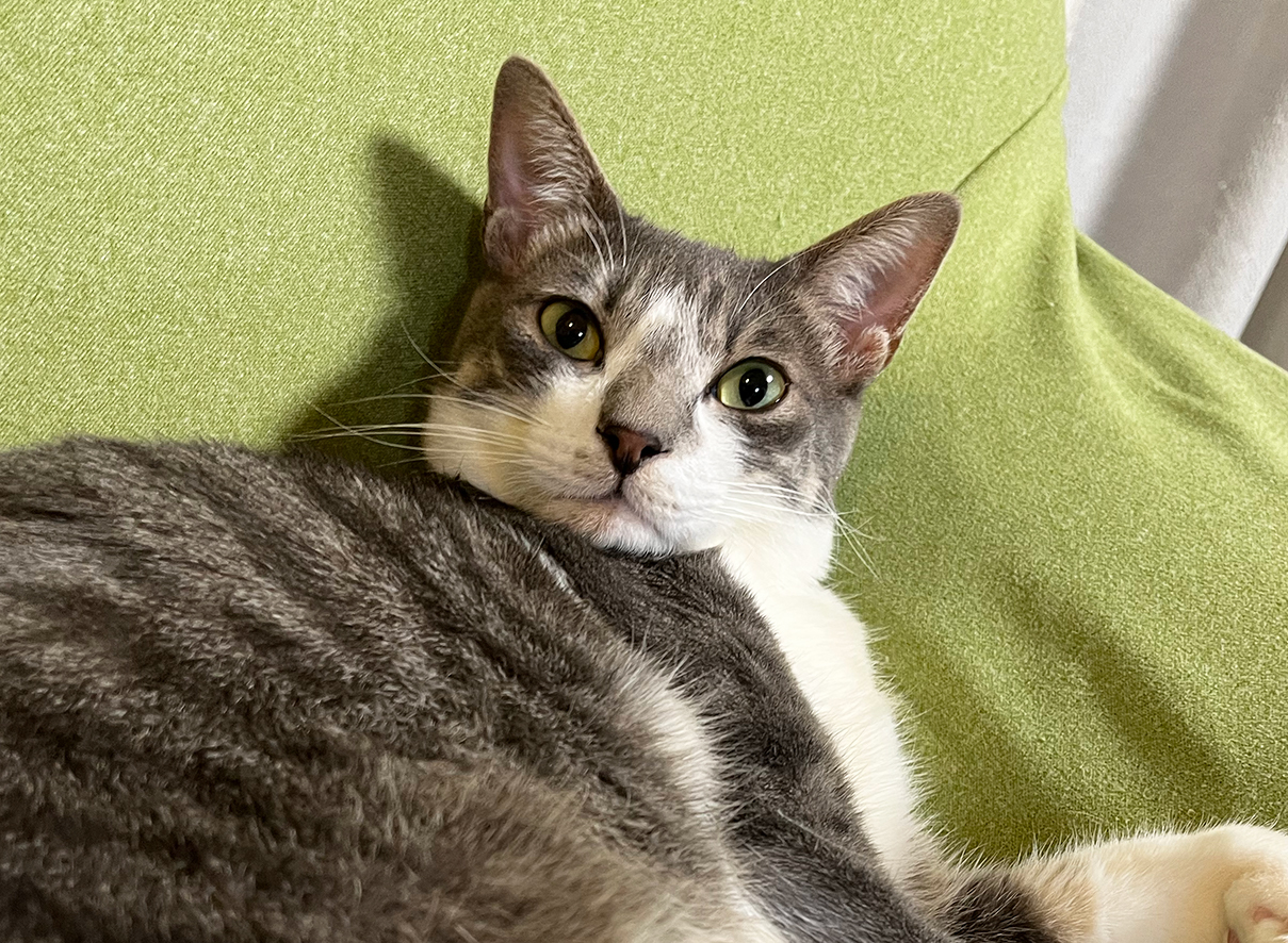 どんなオモチャよりも、ただの「〇〇」が好きな猫