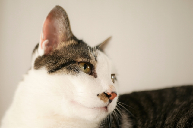 わたしが猫を飼ってから気付いた「理想」と「現実」のギャップ