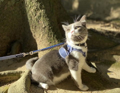 猫の散歩は必要？猫との散歩で気をつけることとは？
