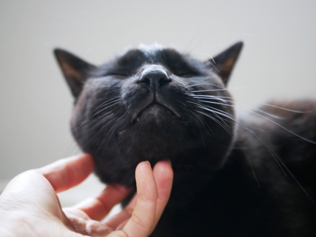 猫と暮らすと飼い主が健康になるって本当?猫と積極的に触れ合おう!