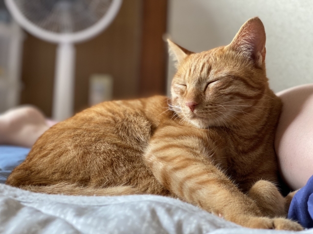 これだけは叶えてあげたい！猫にとっての理想的な生活環境とは？