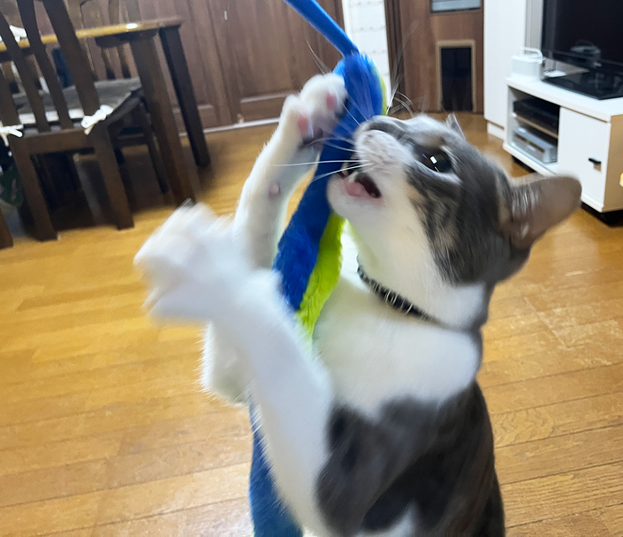 【DAISO】「ふわふわヘビじゃらし」をヒモ好きの猫に与えてみた