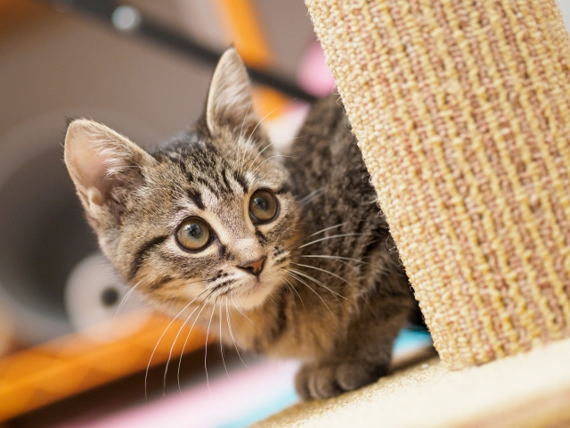 猫が爪とぎを使わないで壁や家具で爪をといでしまう理由とは？解決方法も合わせてご紹介
