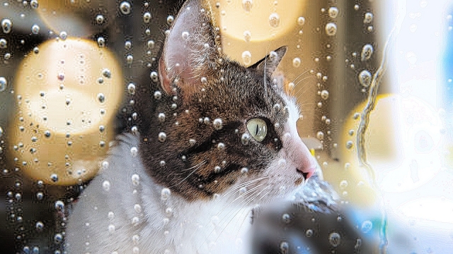猫も梅雨が苦手！猫と梅雨を快適に乗り切るためのコツ